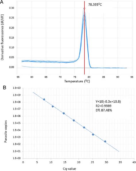 Real Time Polymerase Chain Reaction Qpcr Derivative Melt Curves A Download Scientific