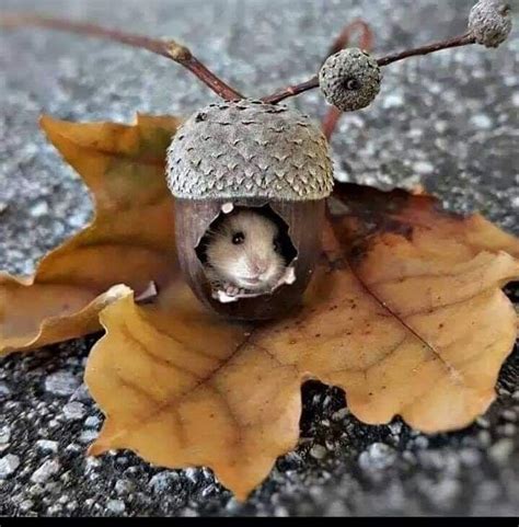 Pin by Ileana on Autumn | Cute animals, Cute funny animals, Cute little ...