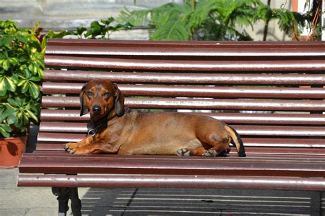 MÉTODOS EFECTIVOS para CALMAR la ANSIEDAD de tu PERRO SALCHICHA