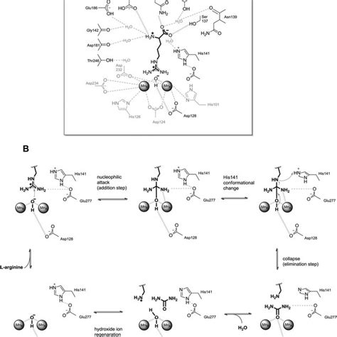 Natural Amino Acids Inhibitors Of Arginase Download Scientific Diagram