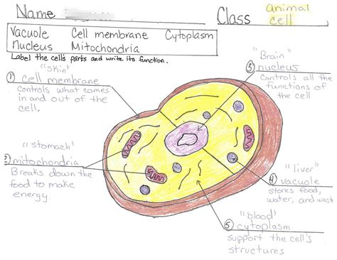 Animal Cell Diagram And Functions