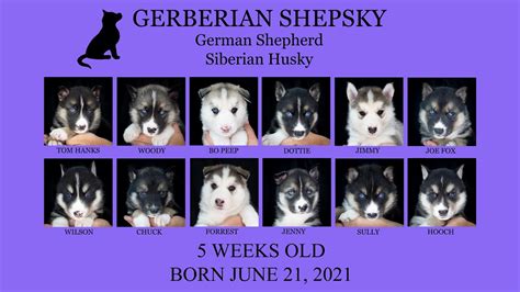 Puppy Update 5 Weeks Old 12 Gerberian Shepsky Puppies 🐺 German