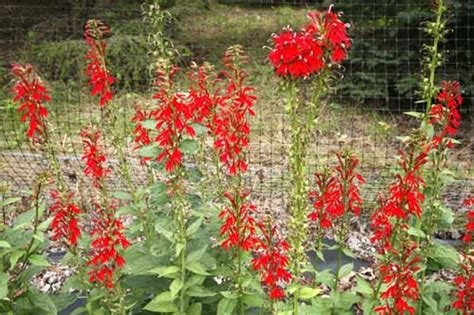 Cardinal Flower Seeds lobelia Cardinalis Organic - Etsy