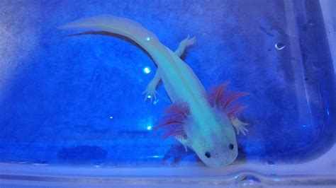 A Gamer's Wife: Axolotl Care Sheet: Housing, Feeding, and Tank Mates!