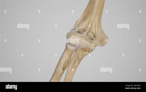 Bones Of Elbow In Extension Anterior View Stock Photo Alamy