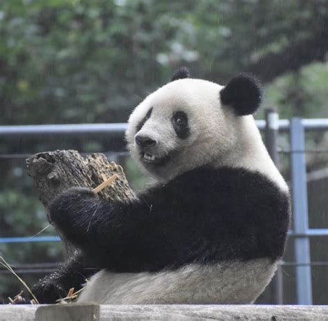 「pandas」おしゃれまとめの人気アイデア｜pinterest｜m シャンシャン パンダ パンダ 可愛すぎる動物