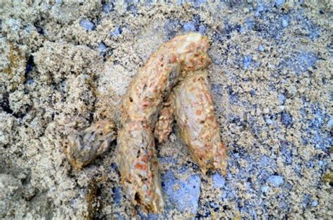 Long White Worms In Dog Poop Causes Treatment And Prevention