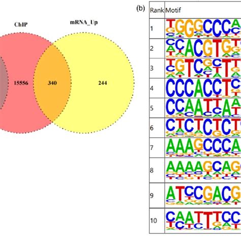 Chip Seq And Rna Seq Analysis Chip Seq And Rna Seq Were Performed With