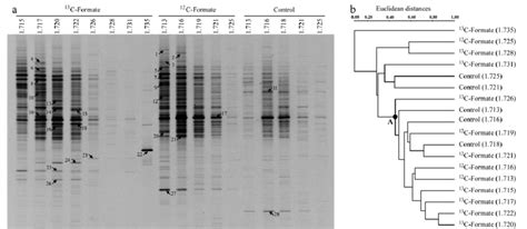 A Polymerase Chain Reactiondenaturing Gradient Gel Electrophoresis Download Scientific