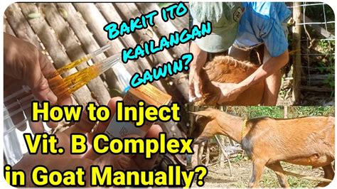 Paano Mag Injection Ng Vitamin B Complex Sa Ating Mga Kambing DIY