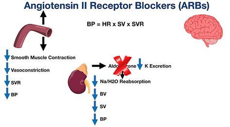 Angiotensin Ii Receptor Blockers Arbs Indications Side Effects