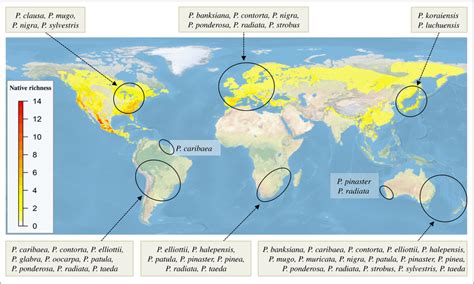 Native Species Richness Of Pinus Calculated From Individual Range