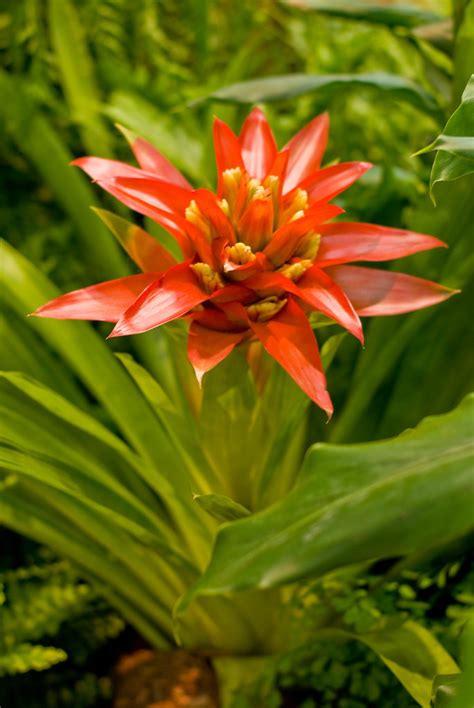 Red And Yellow Guzmania Bromeliad Red And Yellow Guzmania Flickr