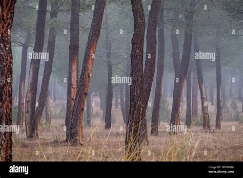 Resin extraction in a Pinus pinaster forest Stock Photo - Alamy