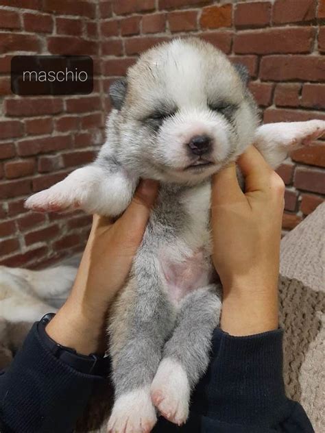 Cuccioli Akita Inu Color Fulvo In Vendita A Torino