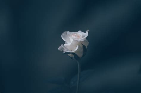 60000 Free Anime Rose And Rose Images Pixabay