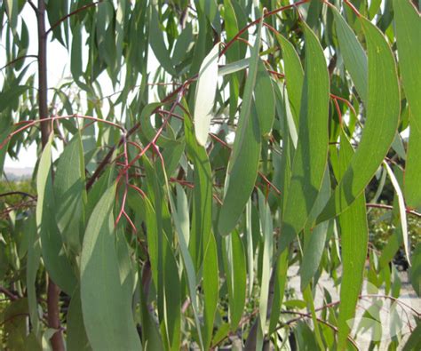 Eucalyptus Pauciflora Snow Gum Trees Speciality Trees