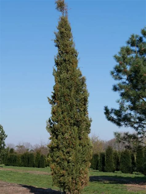 cupressus sempervirens italian cypress mediterranean cypress van