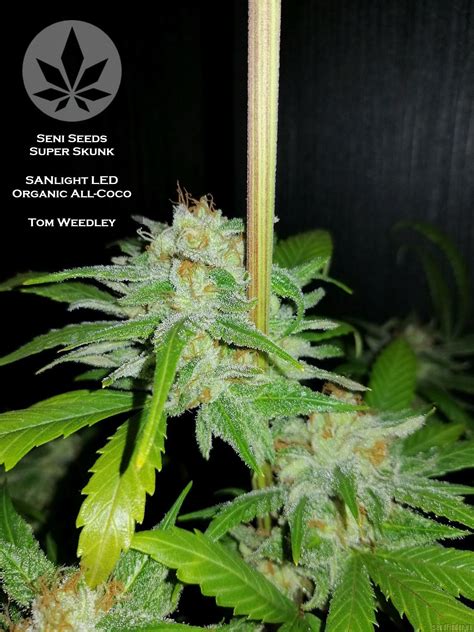 Super Skunk Sensi Seeds Cannabis Strain Info