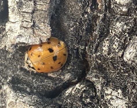 Black Spotted Lady Beetles From Calle Dione Saltillo Coah MX On