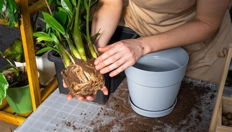 Trasplante De Plantas Caseras Cubiertas De Vegetaci N Suculenta