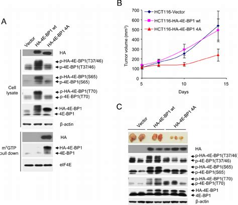 Activated 4e Bp1 Represses Pi3kca And Kras Mutant Tumor Growth