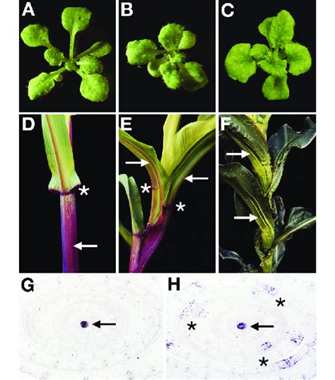 Knox Expression In Developing Leaf Primordia Interferes With Organ