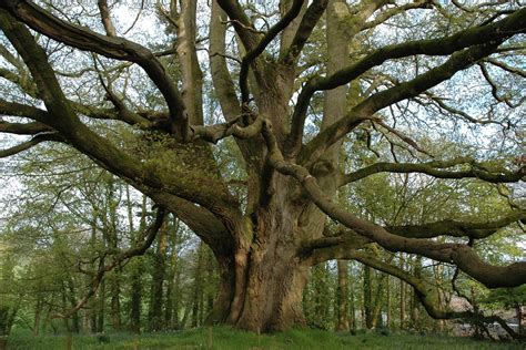 The meaning and symbolism of the word - «Tree»