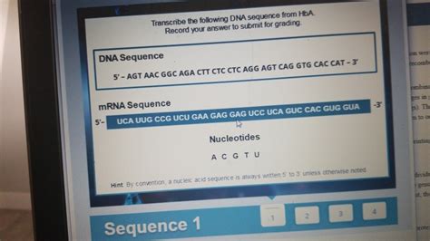 Solved Transcribe The Following Dna Sequence From Hba Chegg