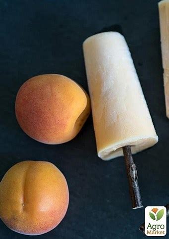 Абрикос Эрли Оранж: купить саженцы абрикоса эрли оранж в Одессе, Киеве ...