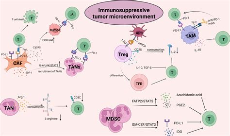 Frontiers Mechanisms Of Tumor Resistance To Immune Checkpoint