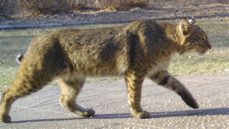 Photo Bobcat In Westfield Caught On Camera Wwlp