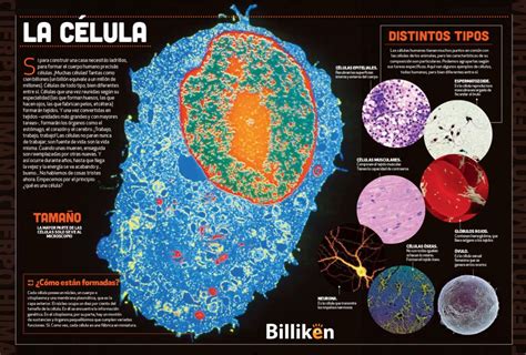 Cuerpo Humano Toda La Informaci N Sobre Las C Lulas Y Un Material