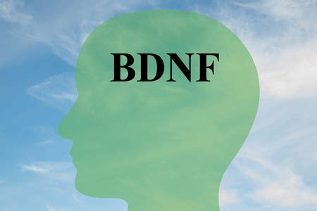 Bdnf