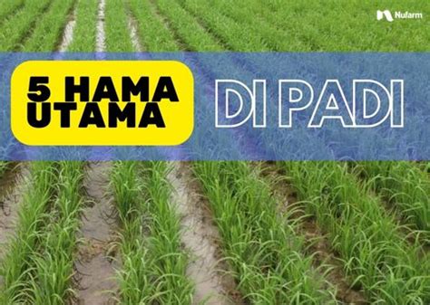 Hama Utama Yang Sering Menyerang Tanaman Padi Nufarm Indonesia