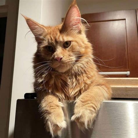 11 Heart Melting Pictures Of Baby Ginger Maine Coon Cats MaineCoon Org