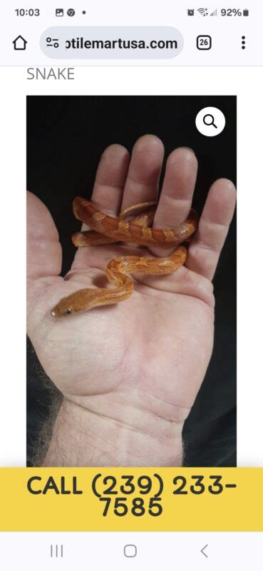 FEMALE BLOOD RED CORN SNAKE Reptile Mart