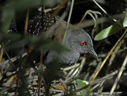 Black Rail, Identification, All About Birds - Cornell Lab of Ornithology