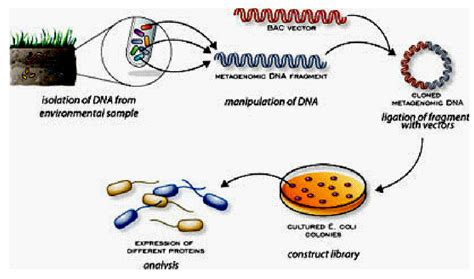 Steps Involved In A Metagenomics Experiment Download Scientific Diagram