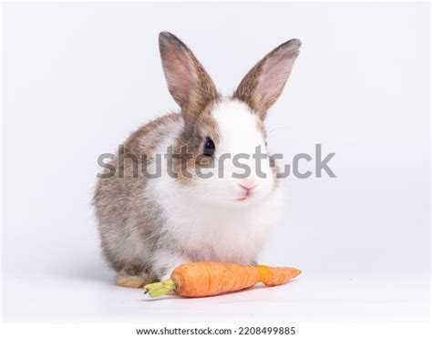 Cute Baby Rabbit Eating Baby Carrot Stock Photo 2208499885 | Shutterstock