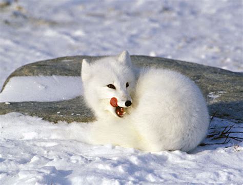 Bioma Tundra Raposa ártica