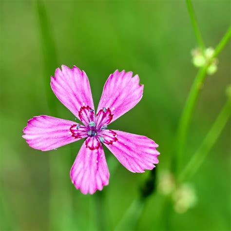 Heide Nelke Brillant Dianthus Deltoides Brillant