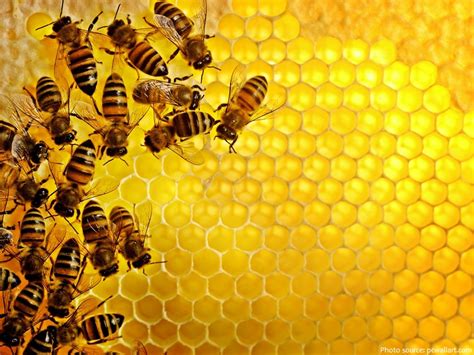 Quality Live Honey Bees Packages Nucs And Queen Bees Napoleon Bee