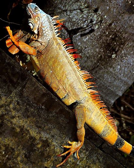 Iguana - Wikipedia