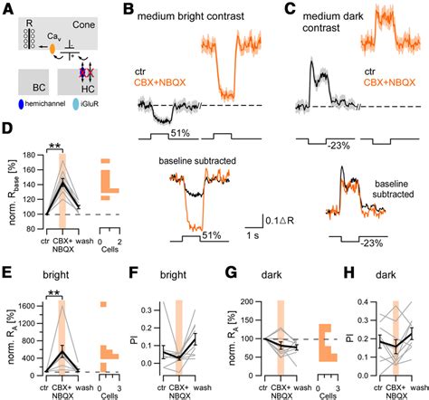 Blocking Both Hemichannels And Ionotropic Glutamate Receptors On