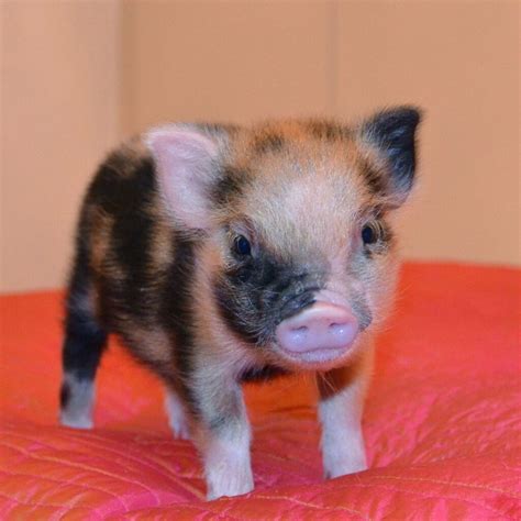 The top 6 ways to show your cute micro pig that you love them – Film Daily