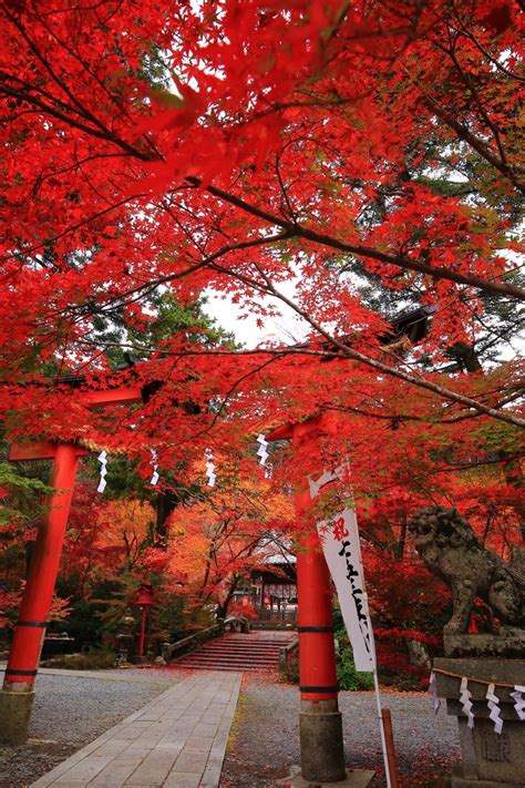 鍬山神社 紅葉 京都もよう Kyoto Moyou