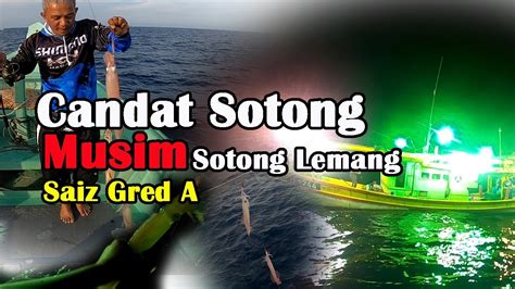 Candat Sotong Sotong Saiz Lemang Padu Gred A Youtube