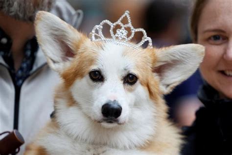 Corgis Los Fieles Compañeros De La Reina Isabel Ii Aristegui Noticias