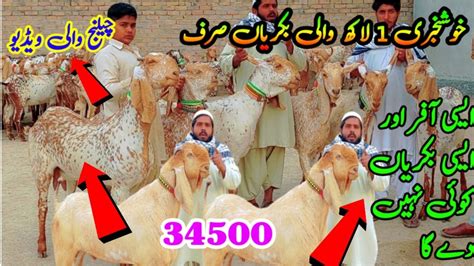 Top Quality Makhi Cheeni Goats 1 Lakh Waly Bakriyan Sirf 34500